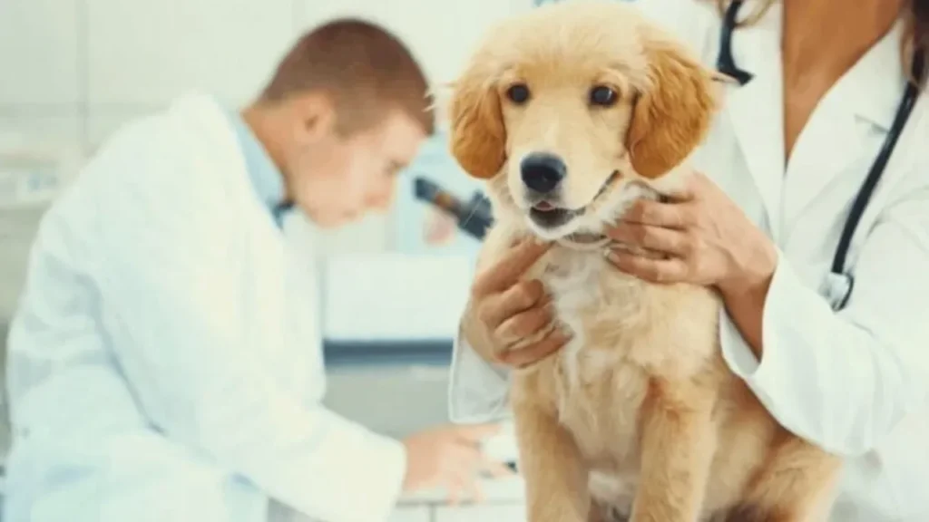Golden Retriever Health