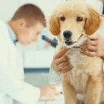 Golden Retriever Health
