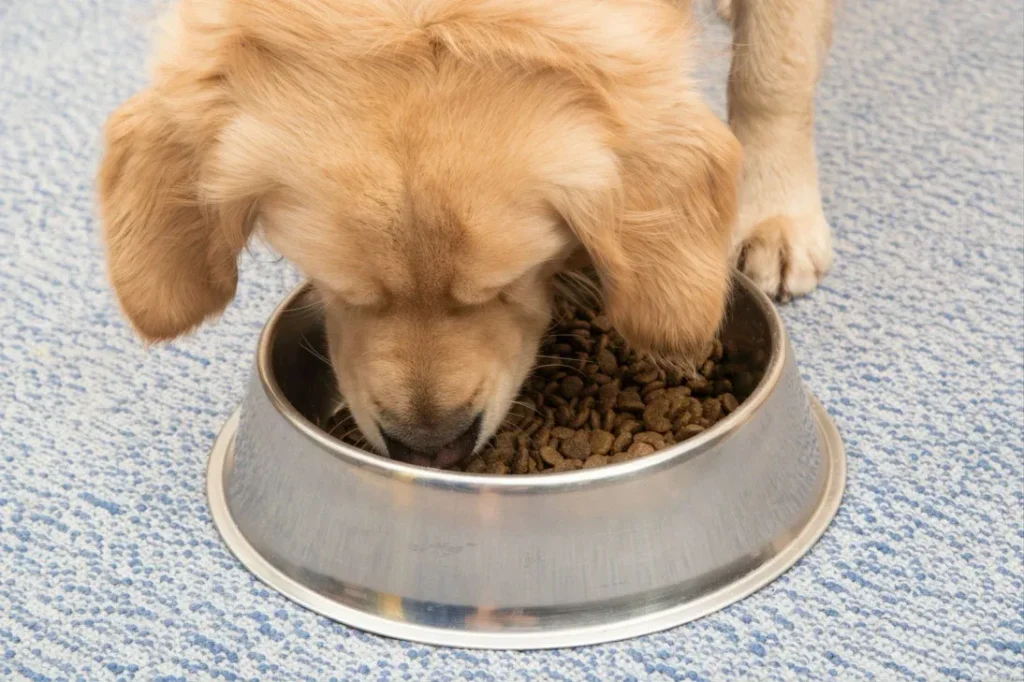 Transitioning Between Life-Stage Foods