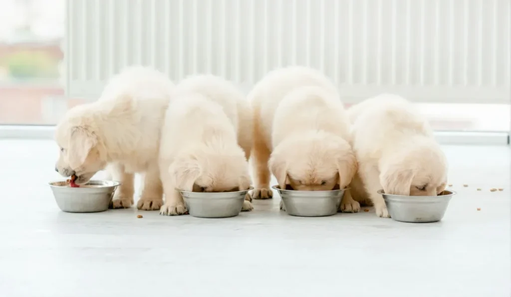 Common Feeding Mistakes With Golden Retriever Puppies