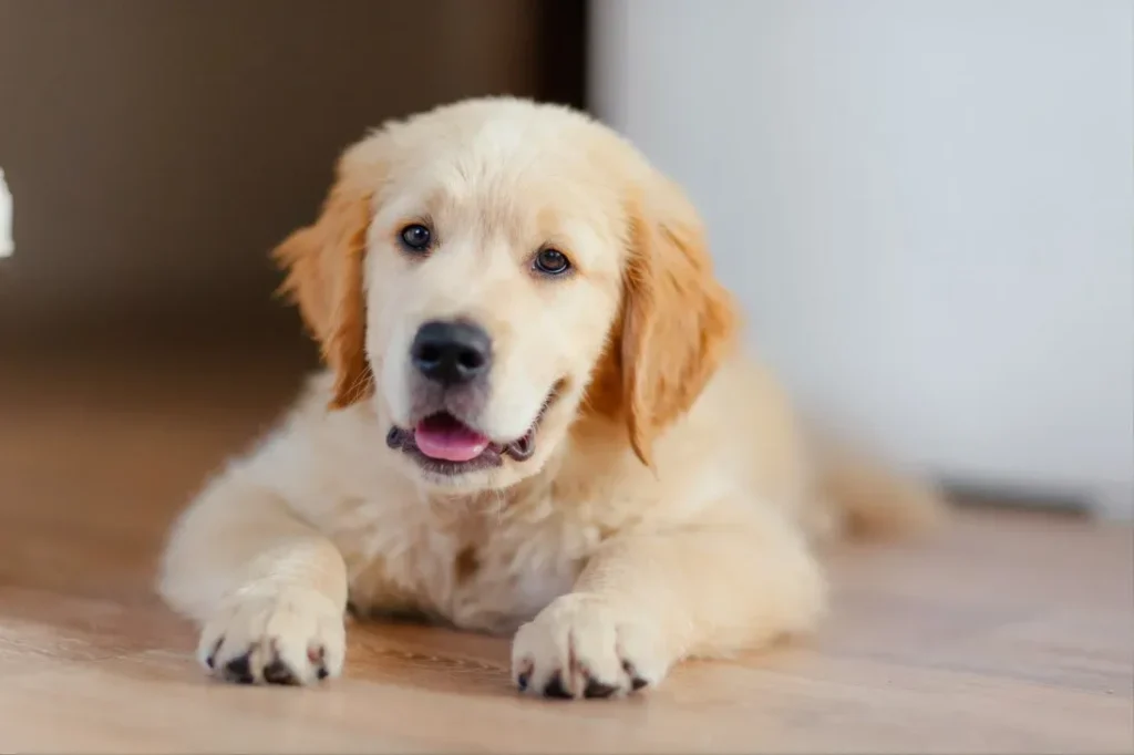 How Much to Feed a Golden Retriever Puppy by Age
