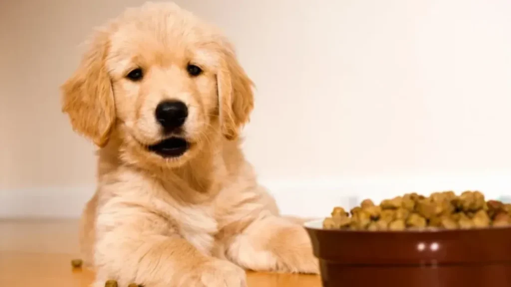 Best Diet for Golden Retriever Puppies