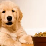 Best Diet for Golden Retriever Puppies