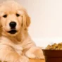 Best Diet for Golden Retriever Puppies