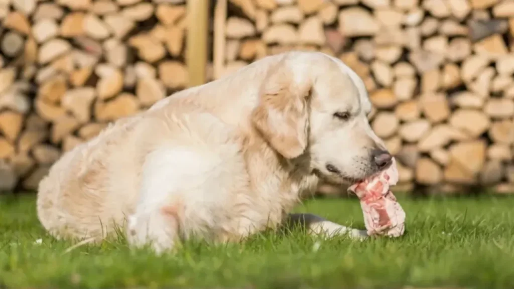 Improve Your Golden Retriever&rsquo;s Diet Naturally