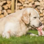 Improve Your Golden Retriever&rsquo;s Diet Naturally