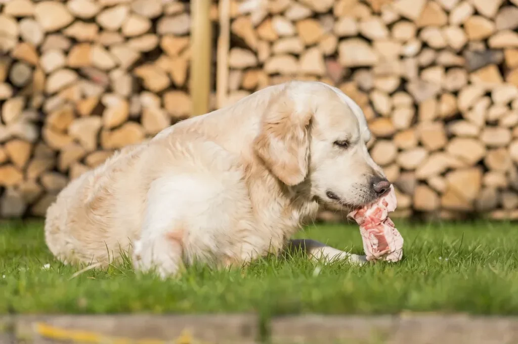 Improve Your Golden Retriever's Diet Naturally In (5 Steps)