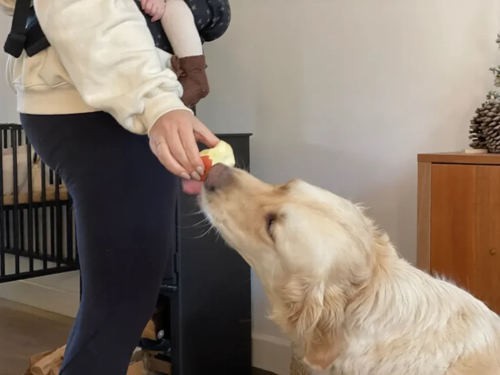 High-Quality Protein for Dogs