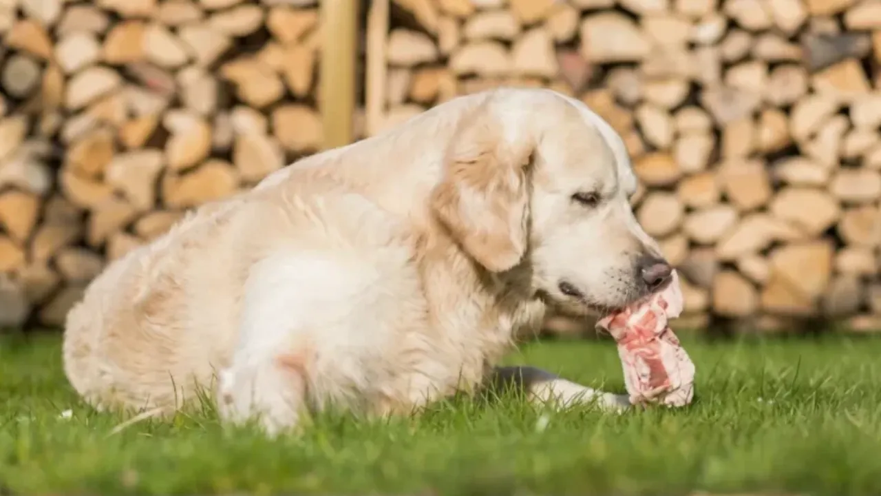 Improve Your Golden Retriever’s Diet Naturally In 5 Steps