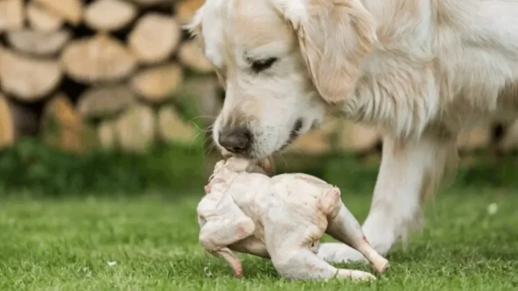 Is Chicken Good for a Golden Retriever&rsquo;s Diet