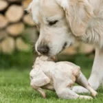 Is Chicken Good for a Golden Retriever&rsquo;s Diet