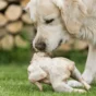 Is Chicken Good for a Golden Retriever’s Diet