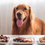 Raw Food Diet for Golden Retrievers