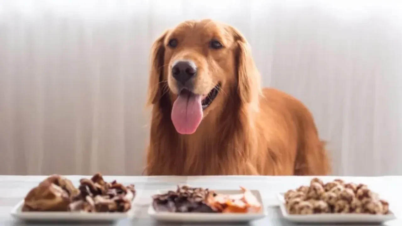 Raw Food Diet for Golden Retrievers