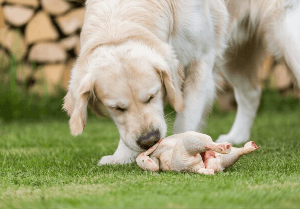 What Chicken Actually Does for a Golden Retriever