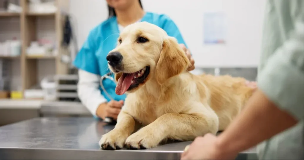 Step 2: Match Protein and Fat to Your Dog's Actual Life Stage