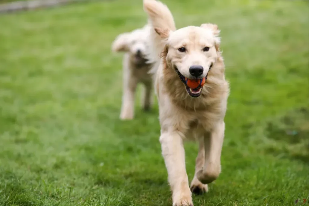Why Golden Retrievers Need a Different Approach Than "Just Good Dog Food"