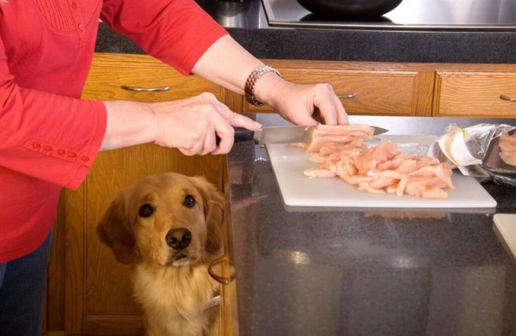 The Allergy Problem — And Why Goldens Are Especially Vulnerable