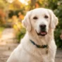 Can Golden Retrievers Be White