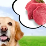 Natural Food Upgrades for Golden Retrievers