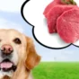 Natural Food Upgrades for Golden Retrievers