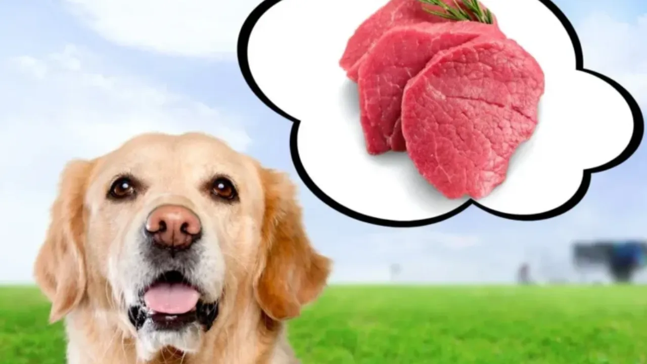 Natural Food Upgrades for Golden Retrievers