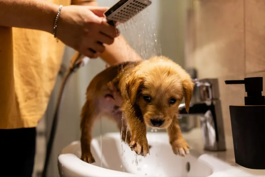 Grooming and Coat Care