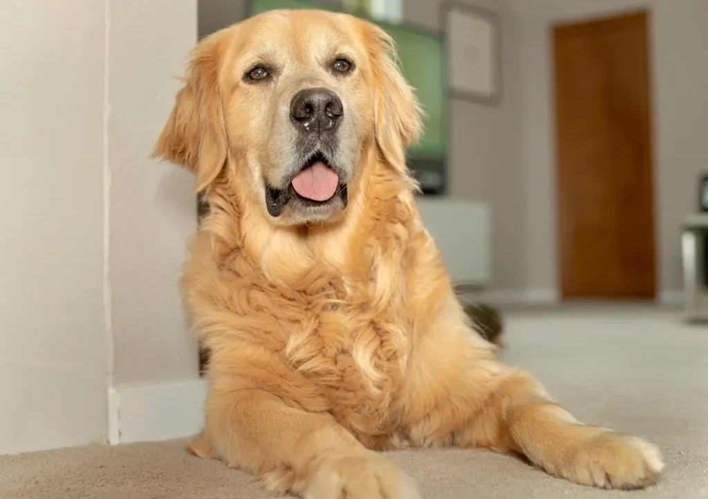About Tommy Nelson 5 Daffy relaxing at home