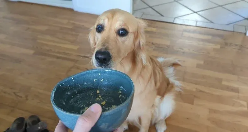 About Tommy Nelson 2 Daffy the Golden Retriever looking at his nearly empty food bowl