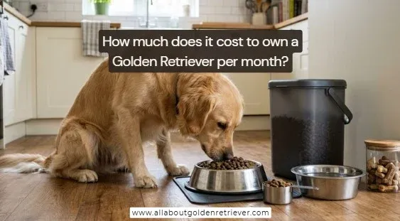 How much does it cost to own a Golden Retriever per month