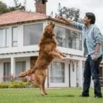 Golden Retriever Training: Complete Puppy-to-Adult Guide (With Timeline)