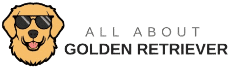 all about golden retriever