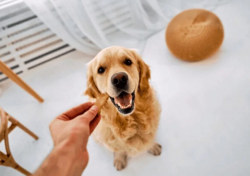 Best Food to Feed a Golden Retriever: Vet-Backed Guide for Every Life Stage