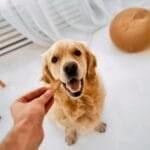 Best Food to Feed a Golden Retriever: Vet-Backed Guide for Every Life Stage