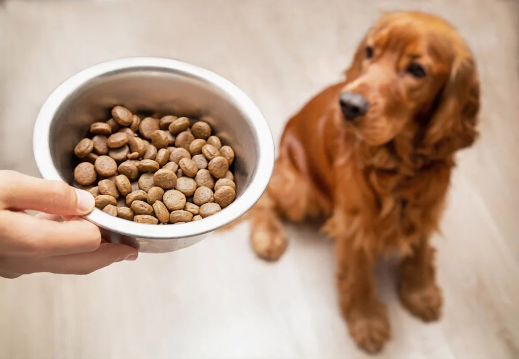 How Much Does a Golden Retriever Eat? Feeding Guide by Age and Weight