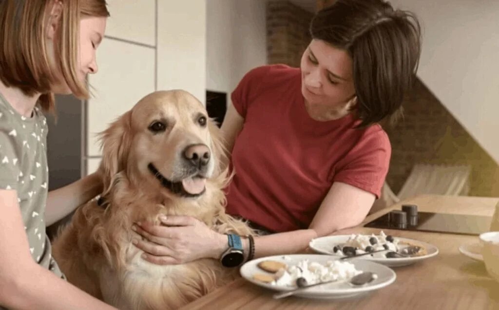 Golden Retriever Diet & Nutrition: Complete Feeding Guide by Life Stage