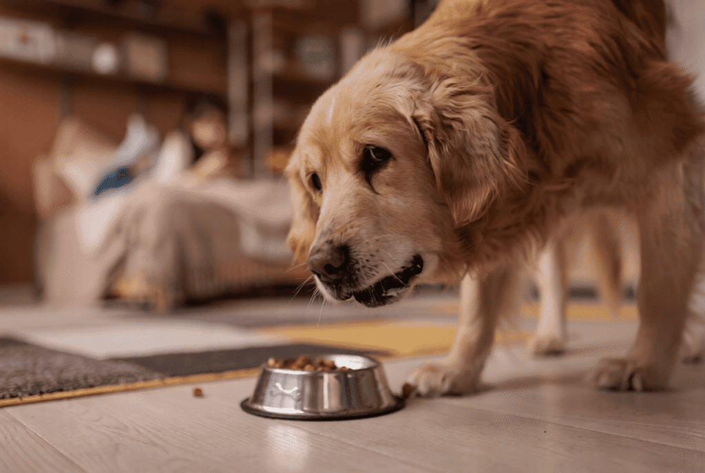 Balanced diet for a Golden Retriever