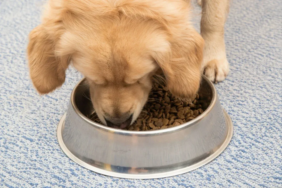 Transitioning Between Life-Stage Foods