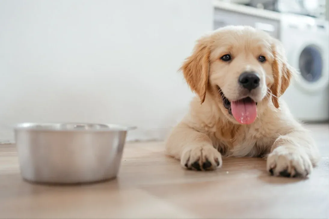 What Makes a Diet Right for a Golden Retriever Puppy