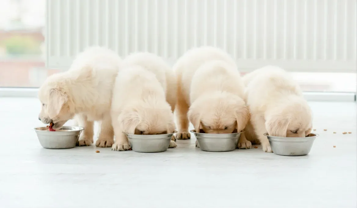 Common Feeding Mistakes With Golden Retriever Puppies