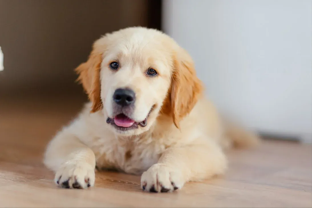 How Much to Feed a Golden Retriever Puppy by Age