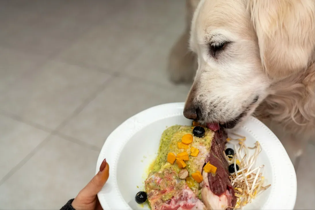 What Most Raw Feeding Guides Skip