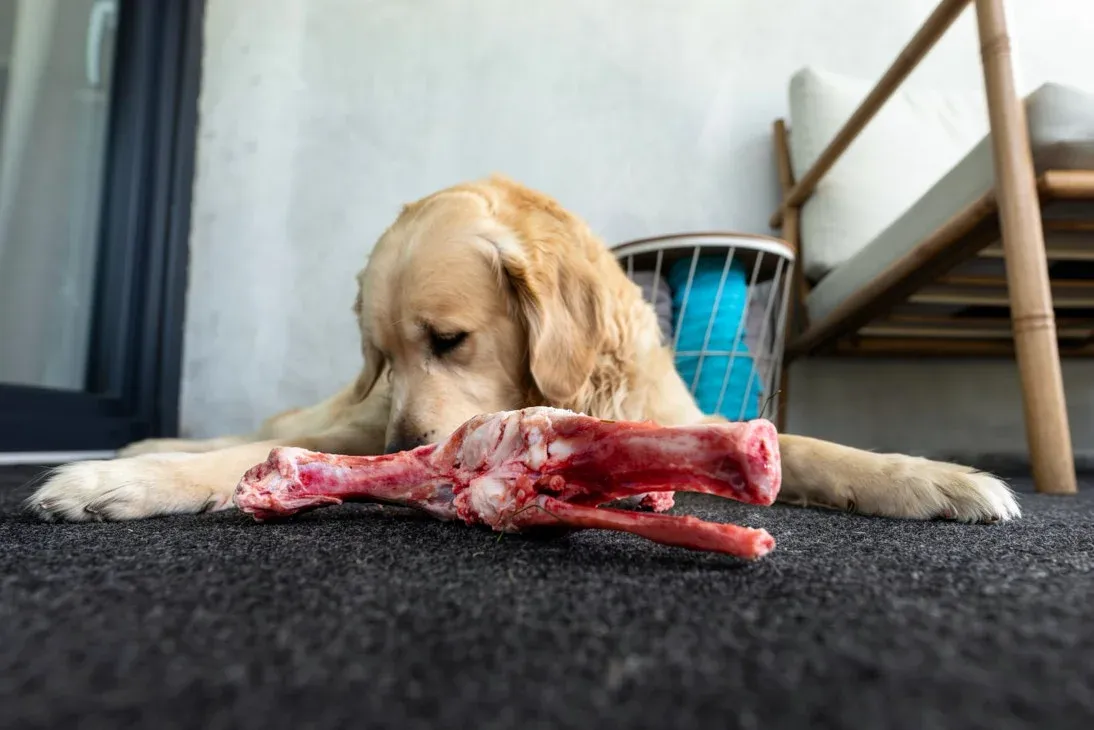 Is Raw Food Safe for Golden Retrievers? What the Evidence Says