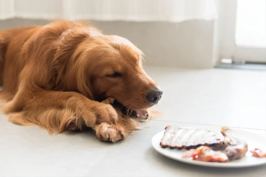 Common Mistakes Owners Make With Raw Feeding