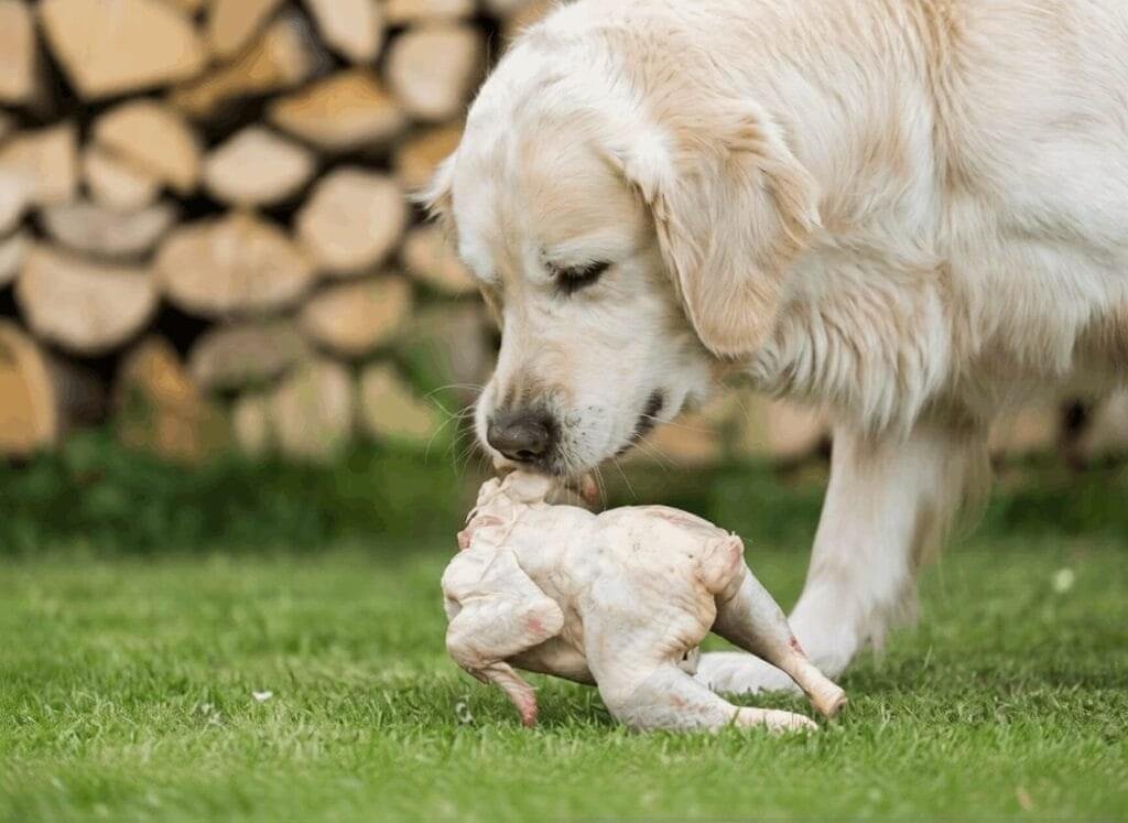 Is Chicken Good for a Golden Retriever's Diet? Vet-Backed Feeding Guide