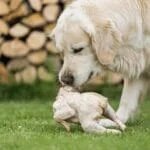 Is Chicken Good for a Golden Retriever's Diet? Vet-Backed Feeding Guide