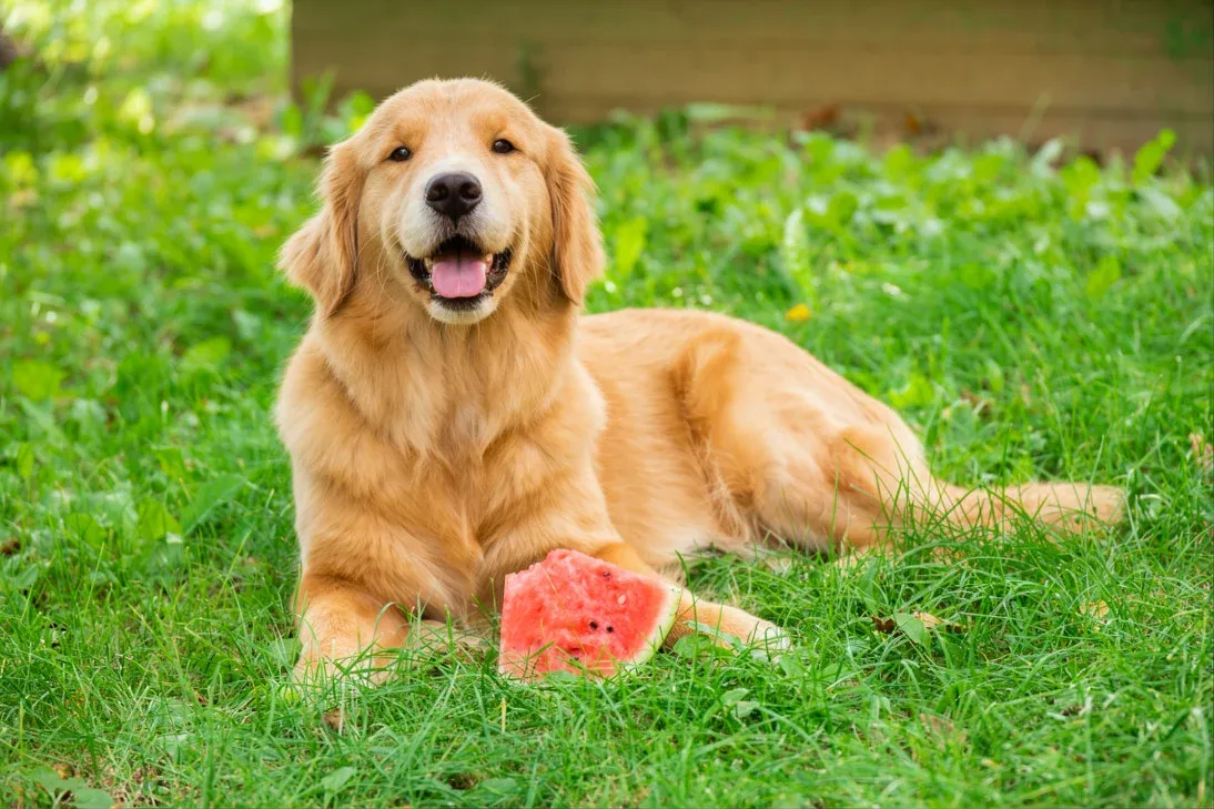 7 Natural Food Upgrades for Golden Retrievers That Work 3 7 Natural Food Upgrades Worth Adding