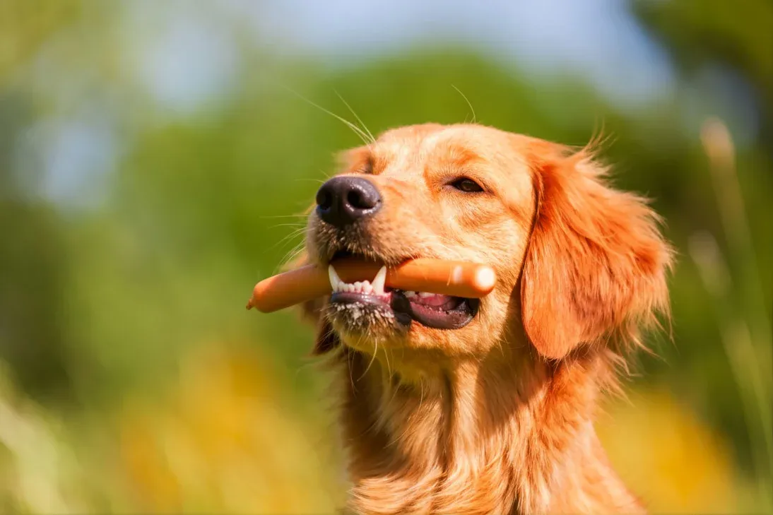 7 Natural Food Upgrades for Golden Retrievers That Work 2 Why Golden Retrievers Need More Than Kibble