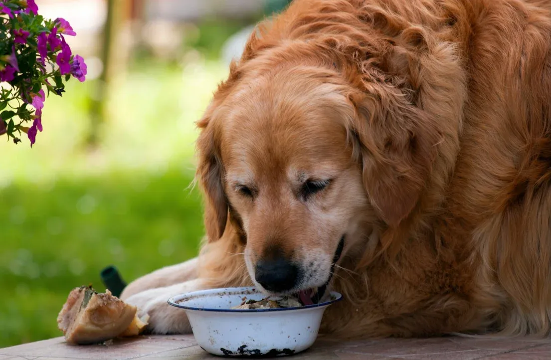 7 Natural Food Upgrades for Golden Retrievers That Work 4 How Much to Add: A Safe Serving Guide