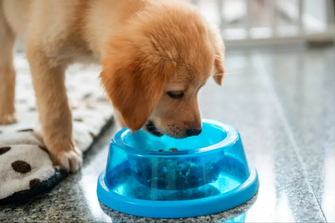 Feeding: How Much and How Often
